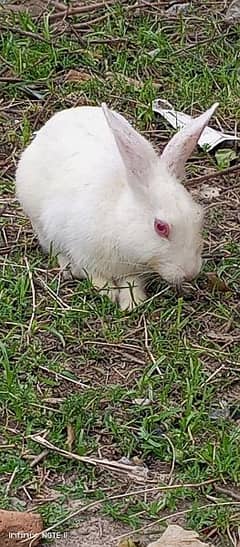 Pair of White Desi Rabbit