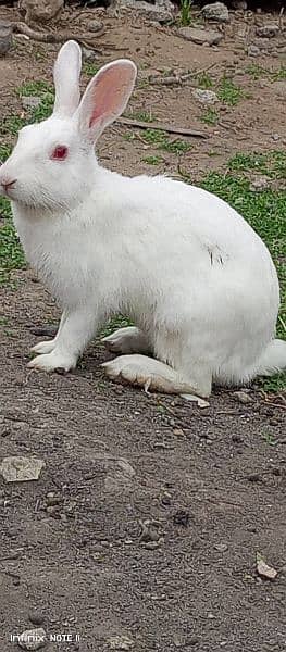 Pair of White Desi Rabbit 4