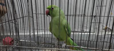 Hand tamed parrot