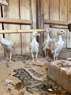 White O Shamo and Ayam Cemani chicks for sale in Peshawar