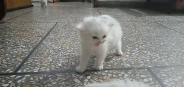 Persian white /cat /Persian kittens / triple coated