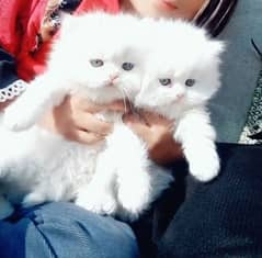 persian triple coat kittens 0
