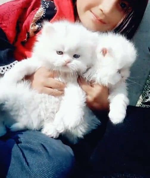 persian triple coat kittens 1