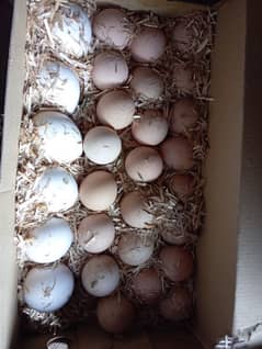 turkey and Gini fowl fertile eggs available at low cost 0