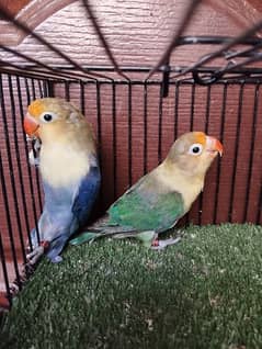 Ready to breed pair parblue euwing uwing lovebird love parrot fisher