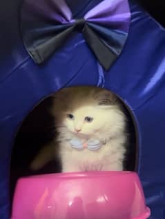 kitten for sale 0