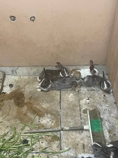 rabbits for sale 2