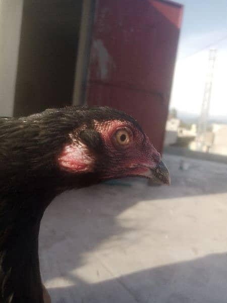 hen for sale pure aseel 5