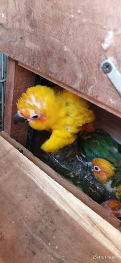sunconur breeder pair with chick