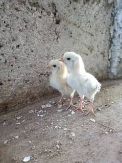 Female White 2 Chiks