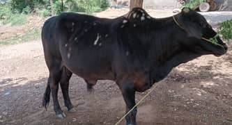 Cow | Bull | bachra | vehra | sahiwal wacha for Qurbani 2024