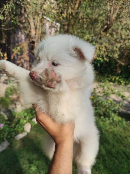 Russian dog puppies very energetic fluffy and cute 1