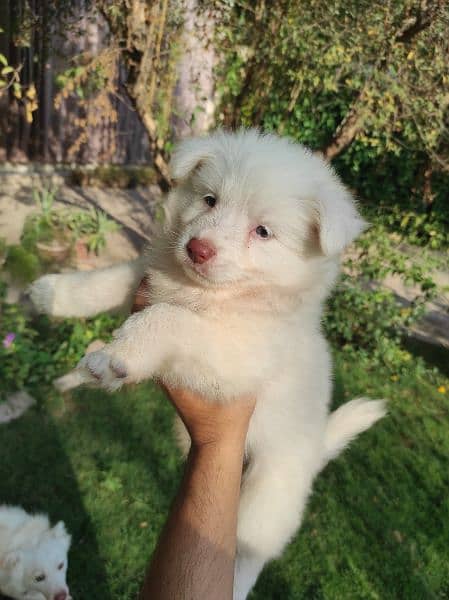Russian dog puppies very energetic fluffy and cute 2