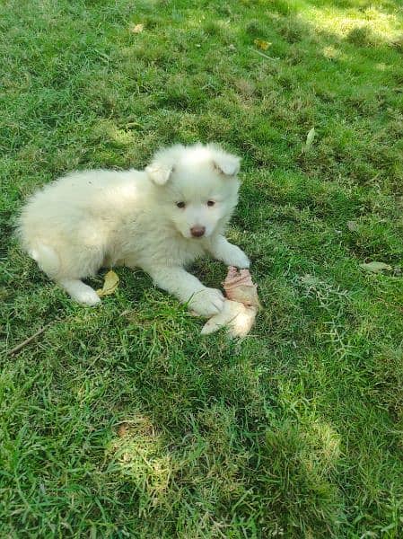 Russian dog puppies very energetic fluffy and cute 3