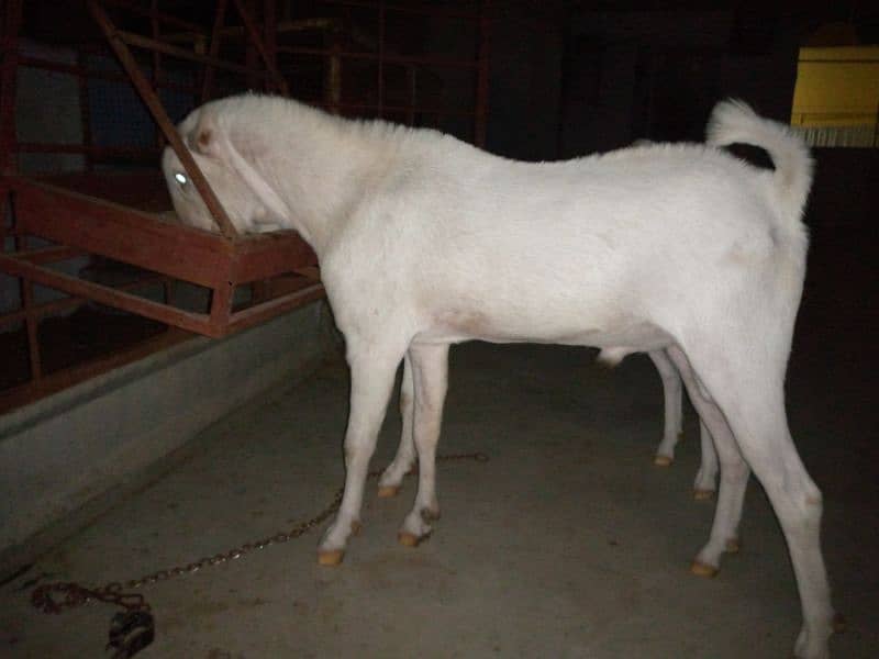 bakra for sell 0