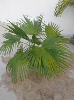 Trees, Plants (Table Palm)