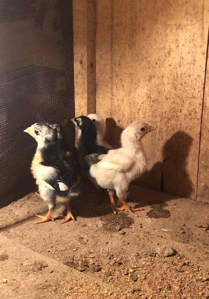 heera and black aseel chicks 8
