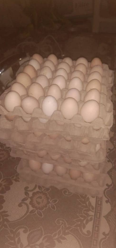 fertile eggs 1