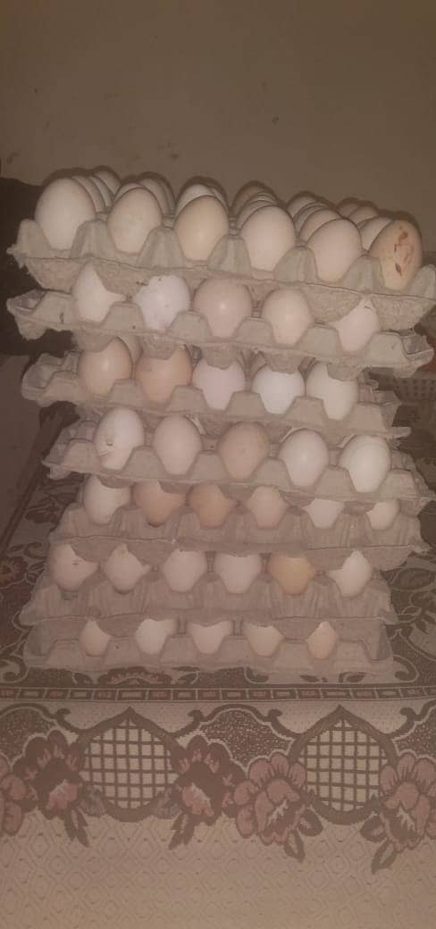 fertile eggs 2