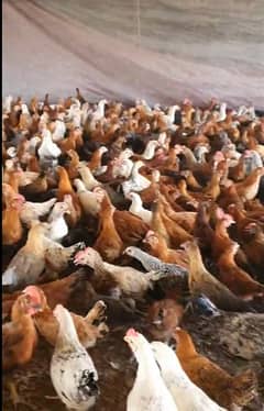 Golden misri vaccinated female whole sale rate