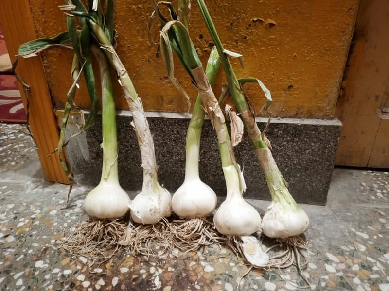 Orignal G1 Garlic 1