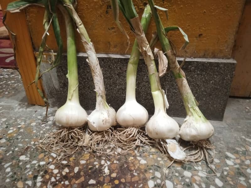 Orignal G1 Garlic 3