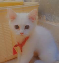 persian beautiful female cat 3 month age