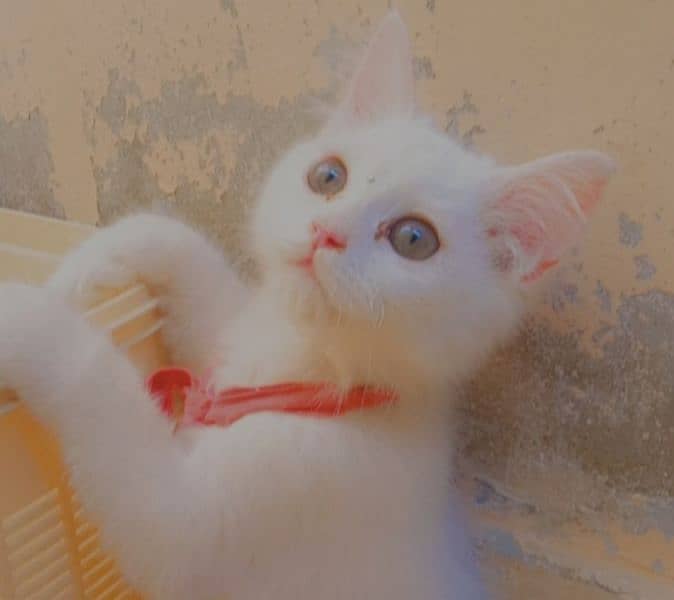 persian beautiful female cat 3 month age 1
