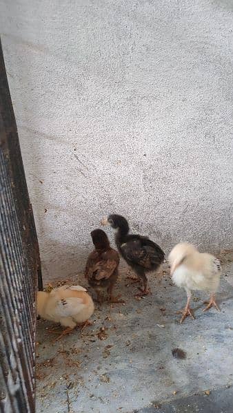 quality asleep chicks for sale  03244145082 7