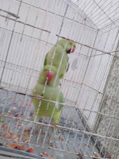 talking parrot for sale