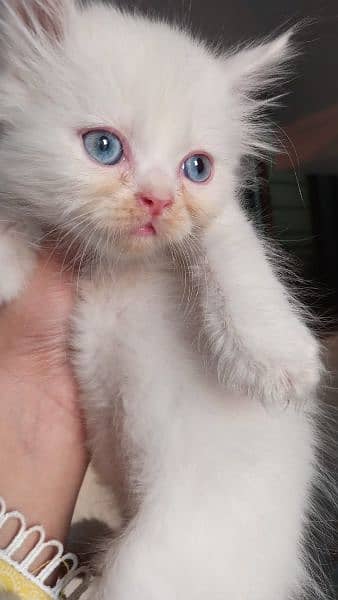 Persian kittens Age 40 Days odd eyes blues eyes 0