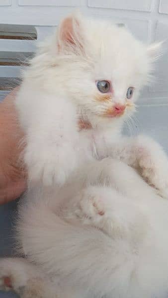 Persian kittens Age 40 Days odd eyes blues eyes 3