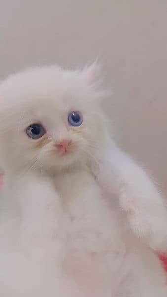 Persian kittens Age 40 Days odd eyes blues eyes 6