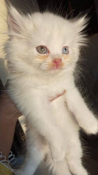 Persian kittens Age 40 Days odd eyes blues eyes 7