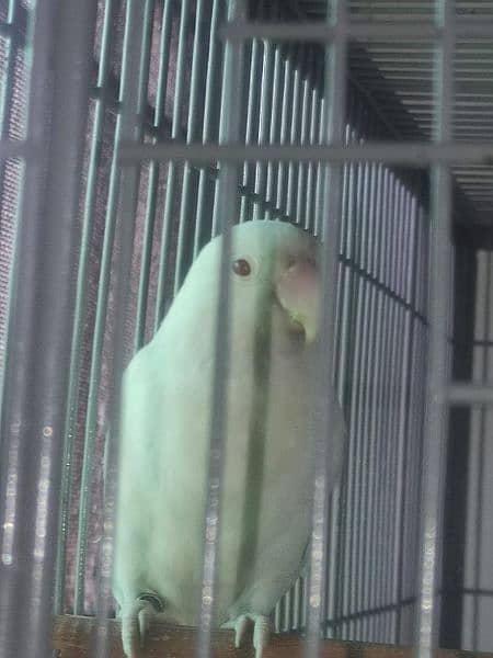 albino red eyes breeder female with dna 1