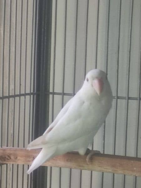 albino red eyes breeder female with dna 2