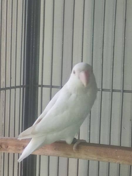 albino red eyes breeder female with dna 5