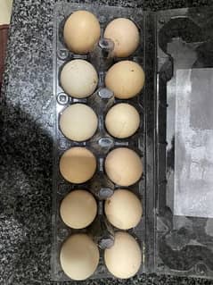 100% Guaranteed Desi Eggs 0