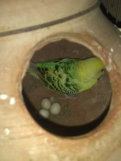 TCB Undersize budgies & 2 portion Cage new