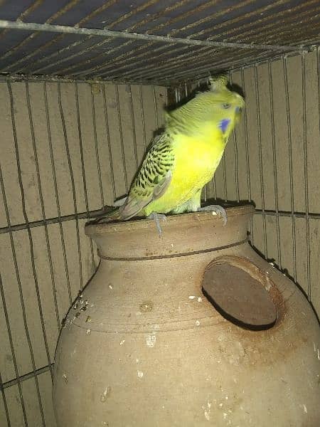 TCB Undersize budgies / Green Fisher & 2 portion Cage new 1