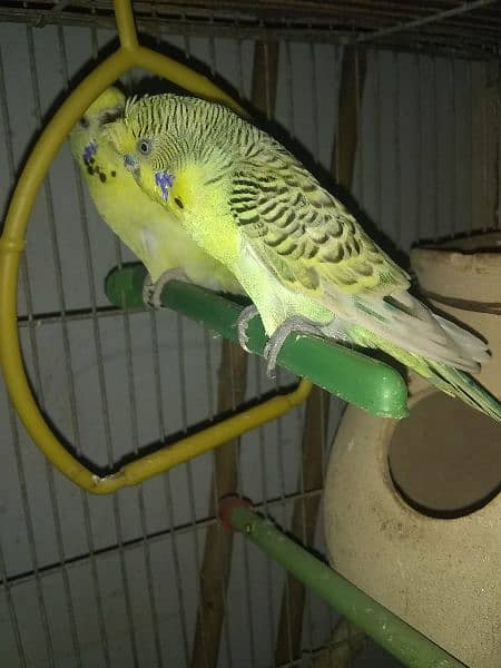 TCB Undersize budgies / Green Fisher & 2 portion Cage new 3
