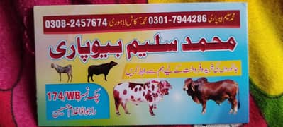 bull required for Qurbani