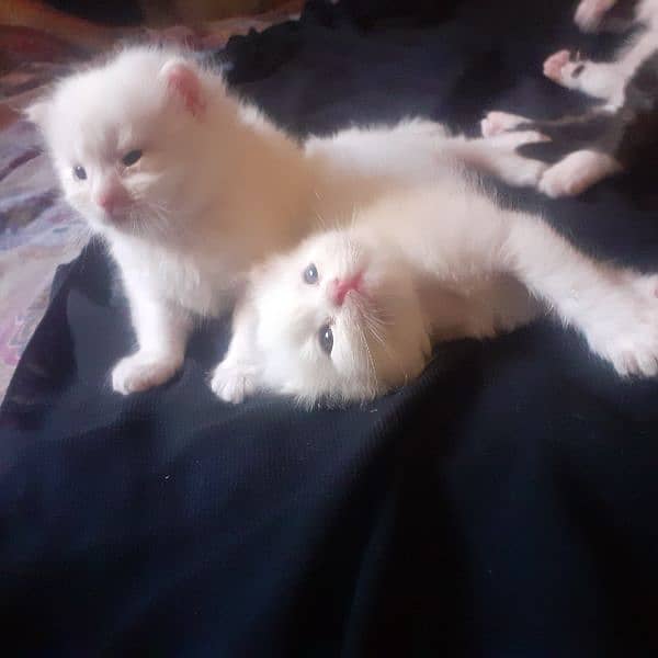 cute cuple white persian cats 1