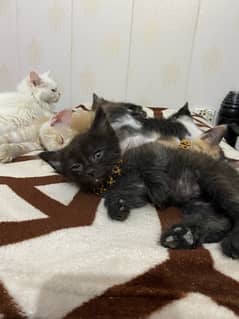 persian kittens in ginger black and white and black color