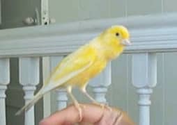 non stop singing male Canary  with cage