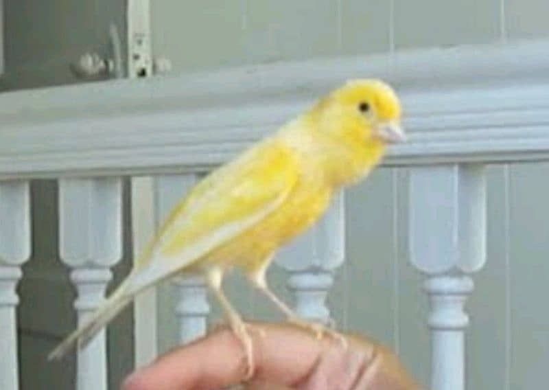 male Canary non stop singing(0333-7940701) 0