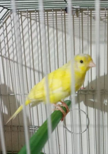 male Canary non stop singing(0333-7940701) 2