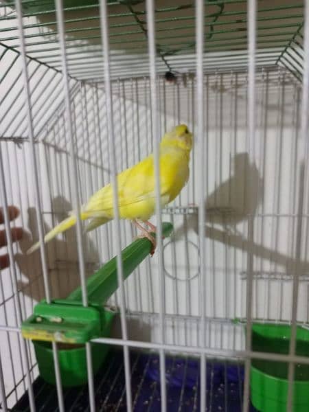 male Canary non stop singing(0333-7940701) 3