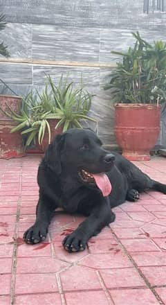 black pitbull cross male dog available for only stud / mate