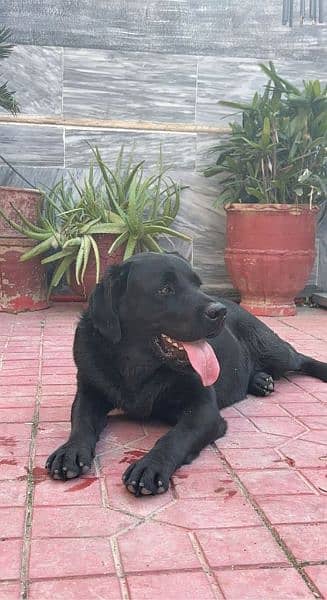 black pitbull cross male dog available for only stud / mate 0